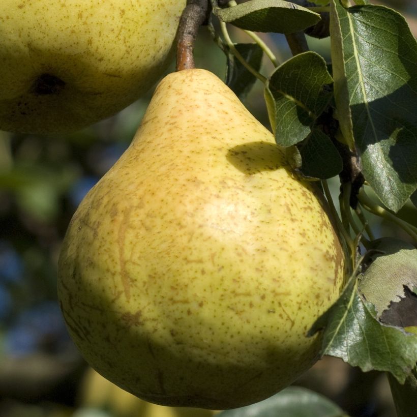 Zwergbirnbaum Fruit Me Pear Me Williams Bon-Chrétien - Pyrus communis (Ernte)