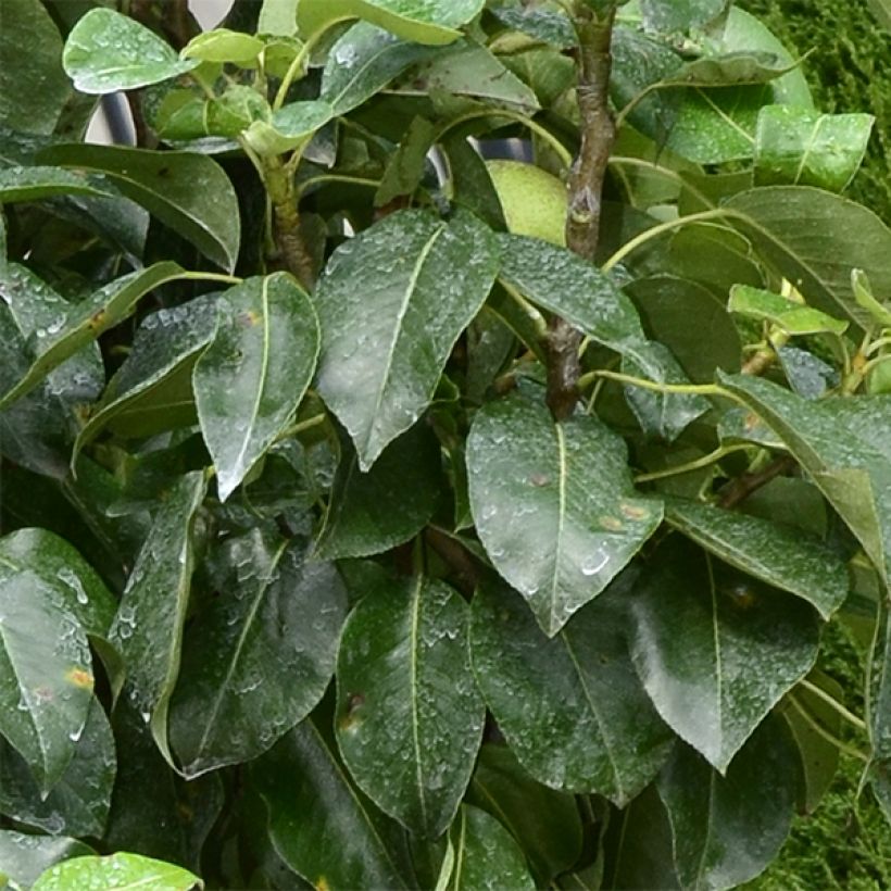 Zwergbirnbaum Garden Pearl - Pyrus communis (Laub)