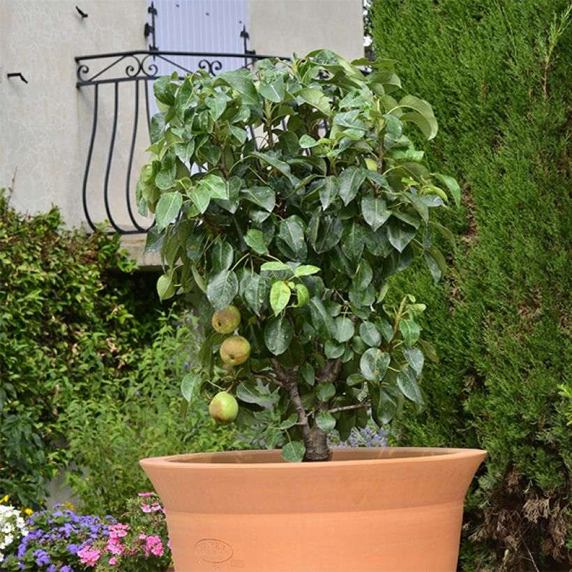 Zwergbirnbaum Garden Pearl - Pyrus communis (Hafen)