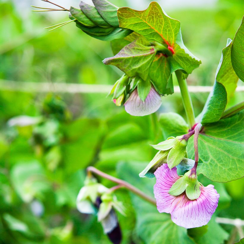 Riesige Erbse Blauwschokker (Blüte)