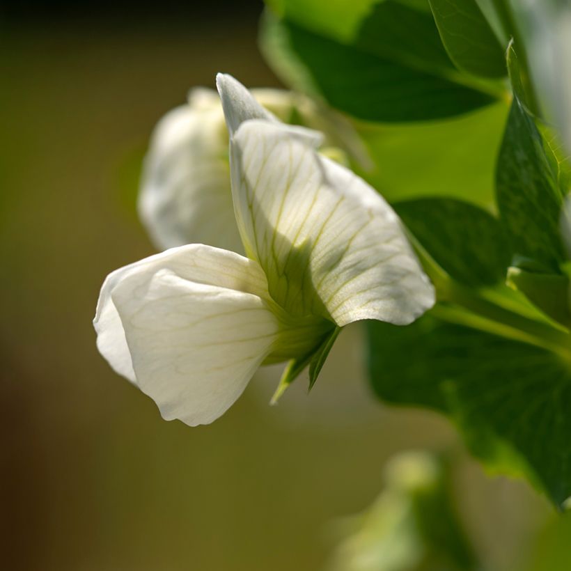 Zwergerbse Norli Bio (Blüte)