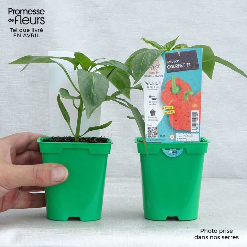 Exemplar von Poivron Orange Gourmet F1 Pot de 10 cm/11cm wie im Frühjahr geliefert