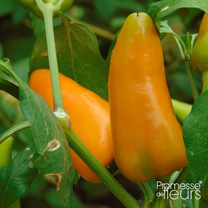 Paprika Terrazzi F1 (Ernte)