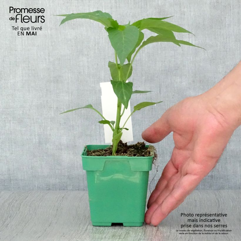 Exemplar von Poivron Terrazzi hybride F1 en plant Pot de 10 cm/11cm wie im Frühjahr geliefert