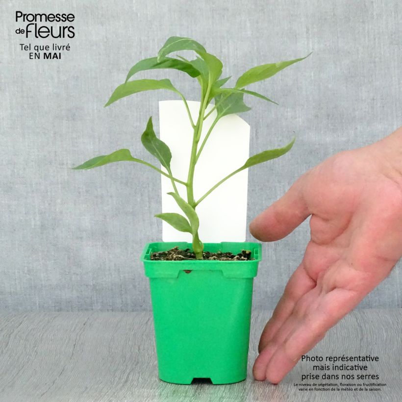 Exemplar von Poivron orange Oreny F1 en plants GREFFES Pot de 10,5 cm wie im Frühjahr geliefert