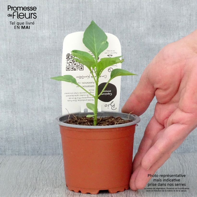 Exemplar von Poivron rouge Jericho F1 en plant Bio Pot de 10,5 cm wie im Frühjahr geliefert