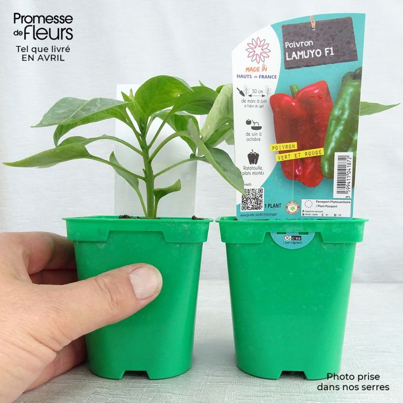 Exemplar von Poivron rouge Lamuyo F1 en pot de 10 cm wie im Frühjahr geliefert