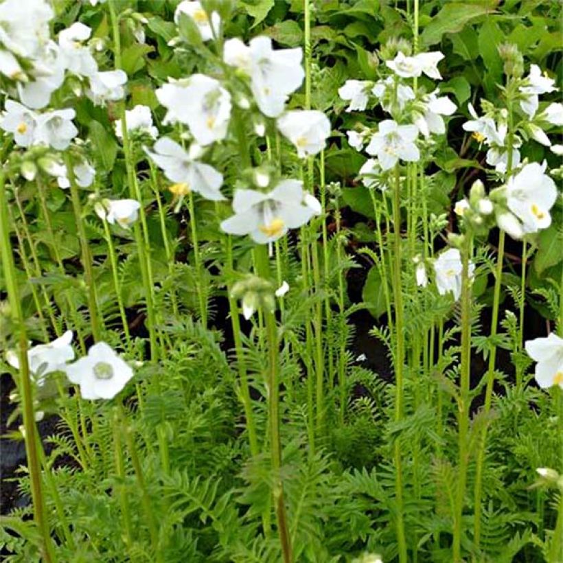 Polemonium caeruleum Album - Jakobsleiter (Blüte)