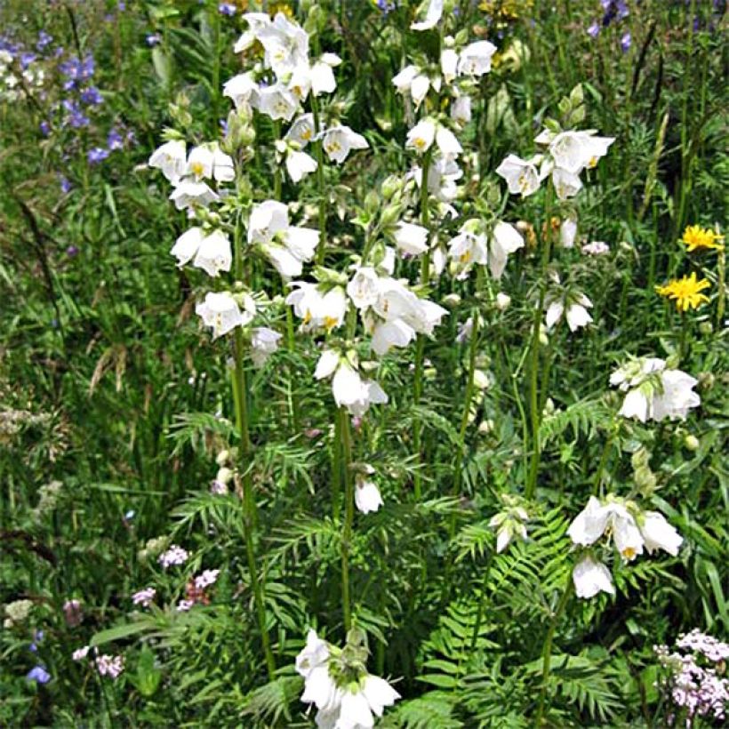 Polemonium caeruleum Album - Jakobsleiter (Hafen)