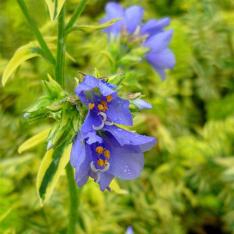 Polemonium caeruleum Brise d'Anjou - Jakobsleiter (Blüte)