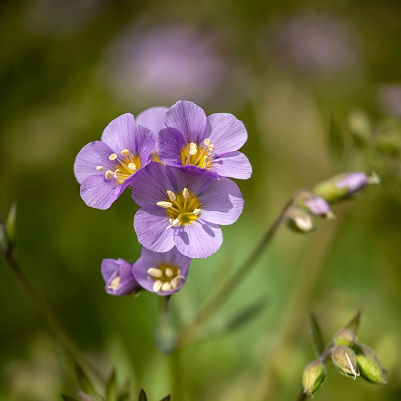 Polemonium caeruleum Lambrook Mauve - Jakobsleiter (Blüte)