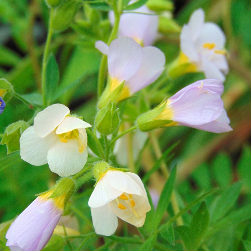 Polemonium carneum Apricot Delight - Jakobsleiter (Blüte)