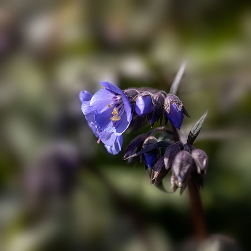 Polemonium Heaven Scent - Jakobsleiter (Blüte)