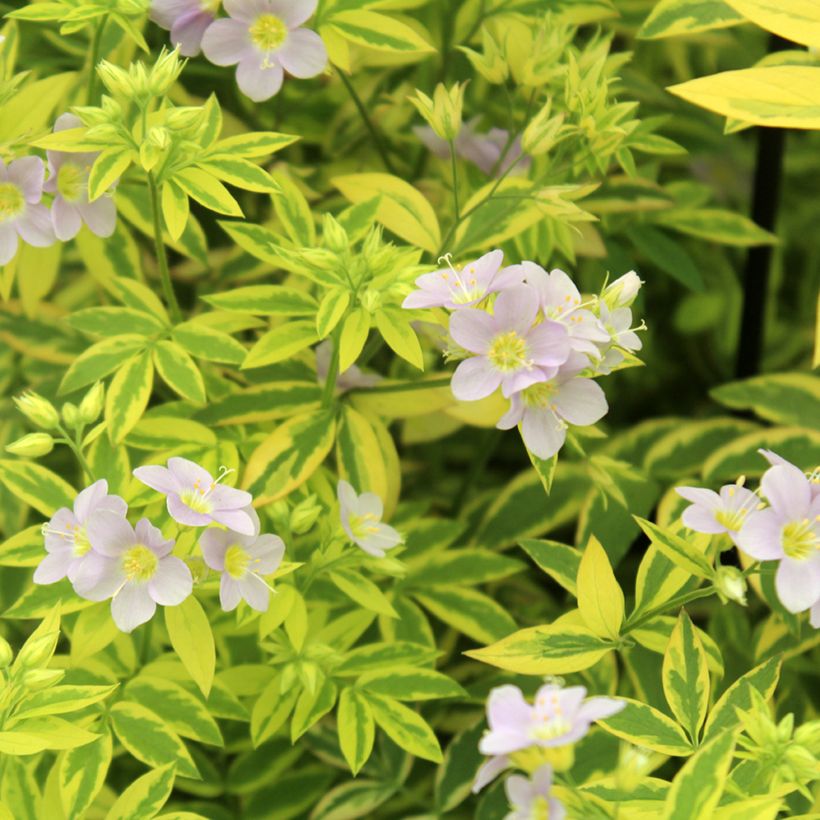 Polemonium pulcherrimum Golden Feathers - Jakobsleiter (Laub)