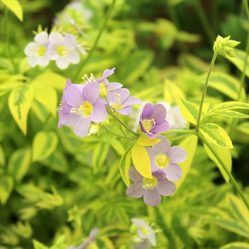 Polemonium pulcherrimum Golden Feathers - Jakobsleiter (Blüte)