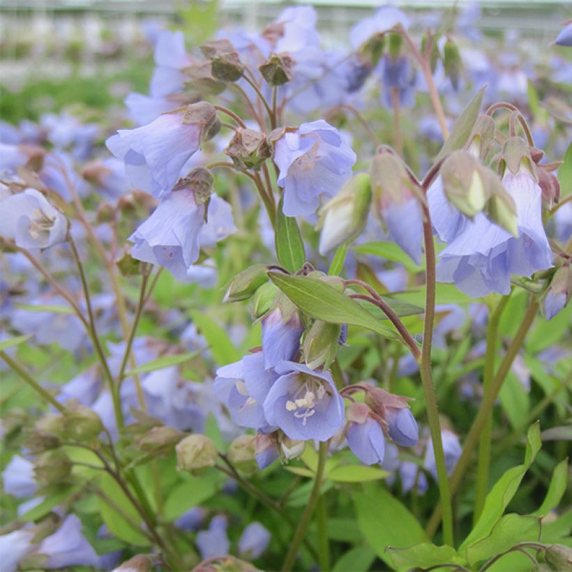 Polemonium reptans Blue Pearl - Jakobsleiter (Blüte)