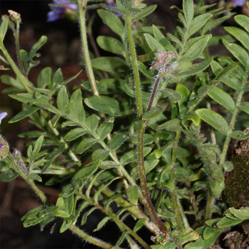 Polemonium yezoense Purple rain - Jakobsleiter (Laub)