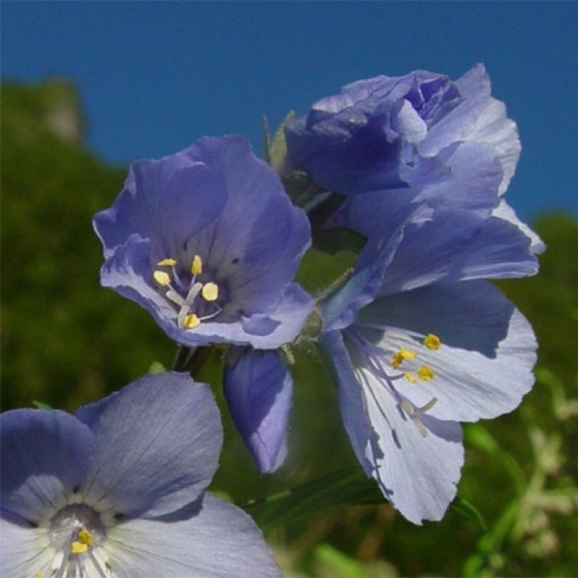 Polemonium yezoense Purple rain - Jakobsleiter (Blüte)