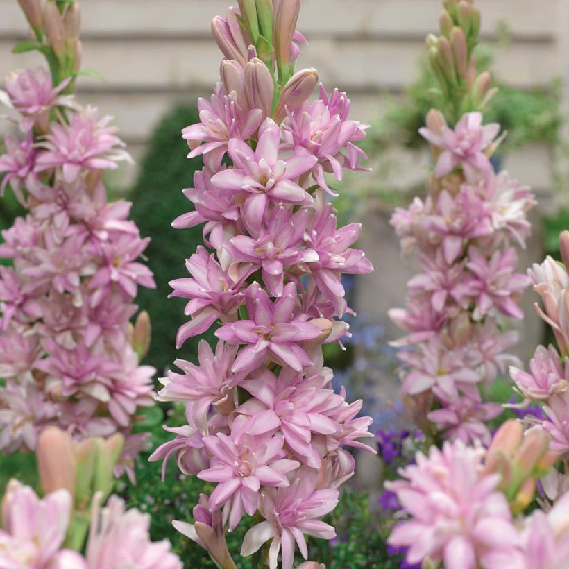 Polyanthes tuberosa Pink Sapphire - Tuberose (Blüte)