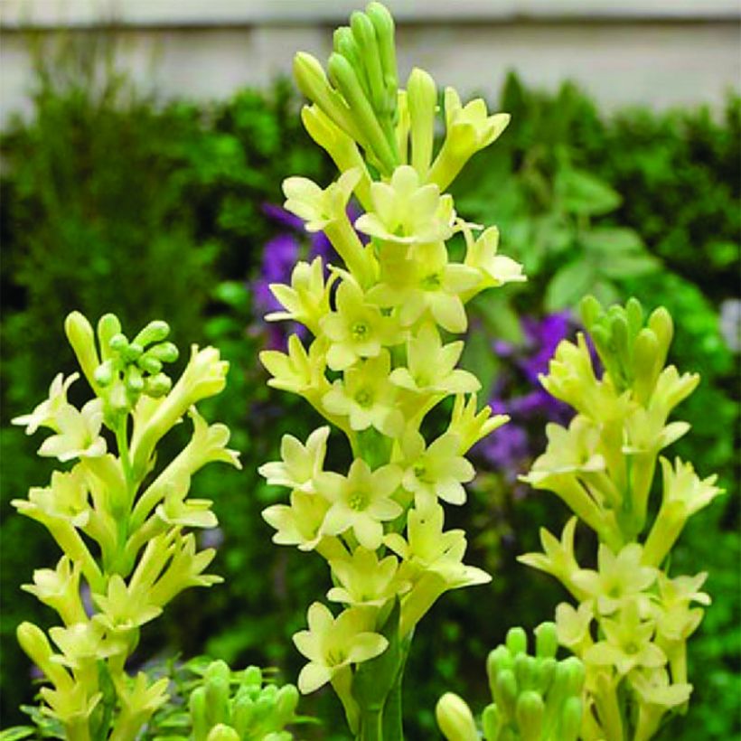 Polyanthes tuberosa Super Gold - Tuberose (Blüte)