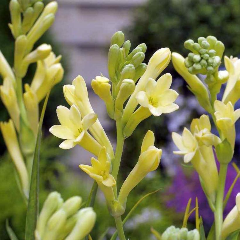 Polyanthes tuberosa Yellow Baby - Tuberose (Blüte)