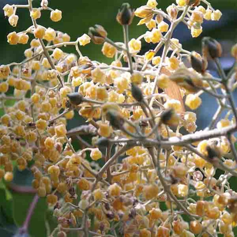 Poliothyrsis sinensis - Poliothyrsis (Blüte)