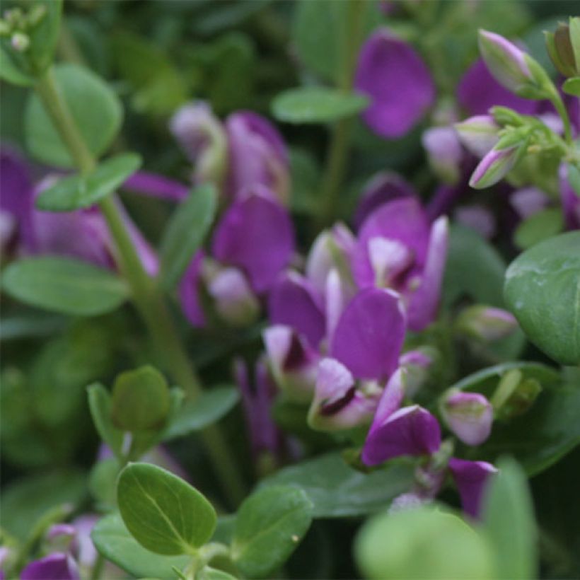 Polygala Bibi Pink - Kreuzblume (Blüte)