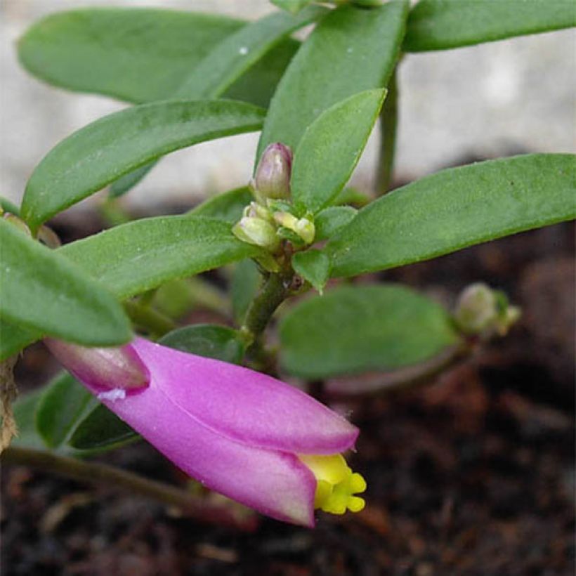 Polygala chamaebuxus Grandiflora - Kreuzblume (Laub)