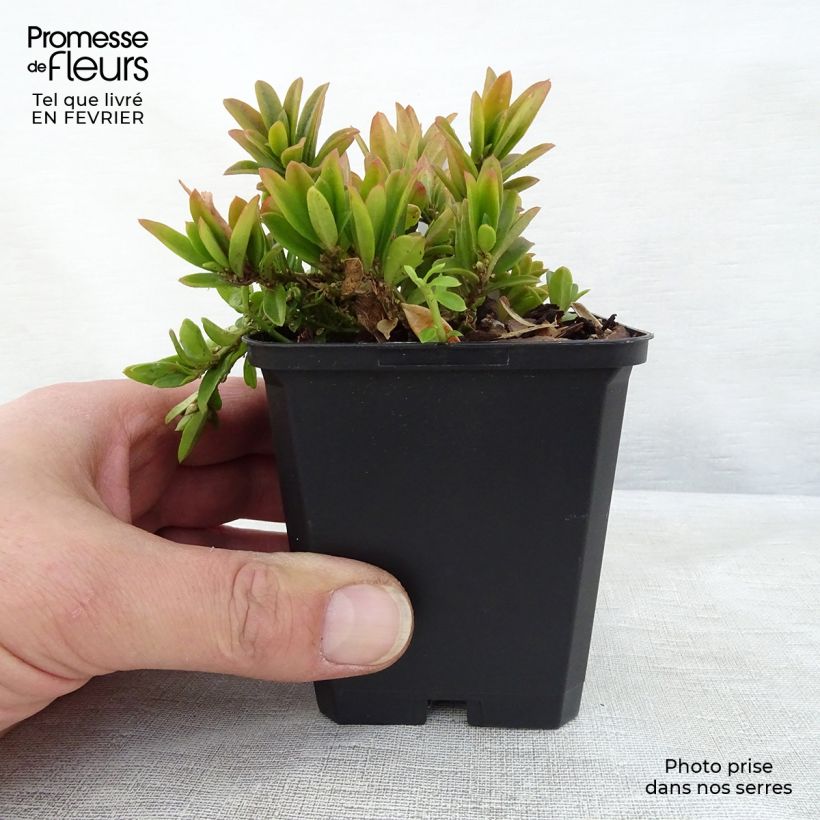 Exemplar von Polygala chamaebuxus Grandiflora - Faux buis Godet de 9cm wie im Winter geliefert