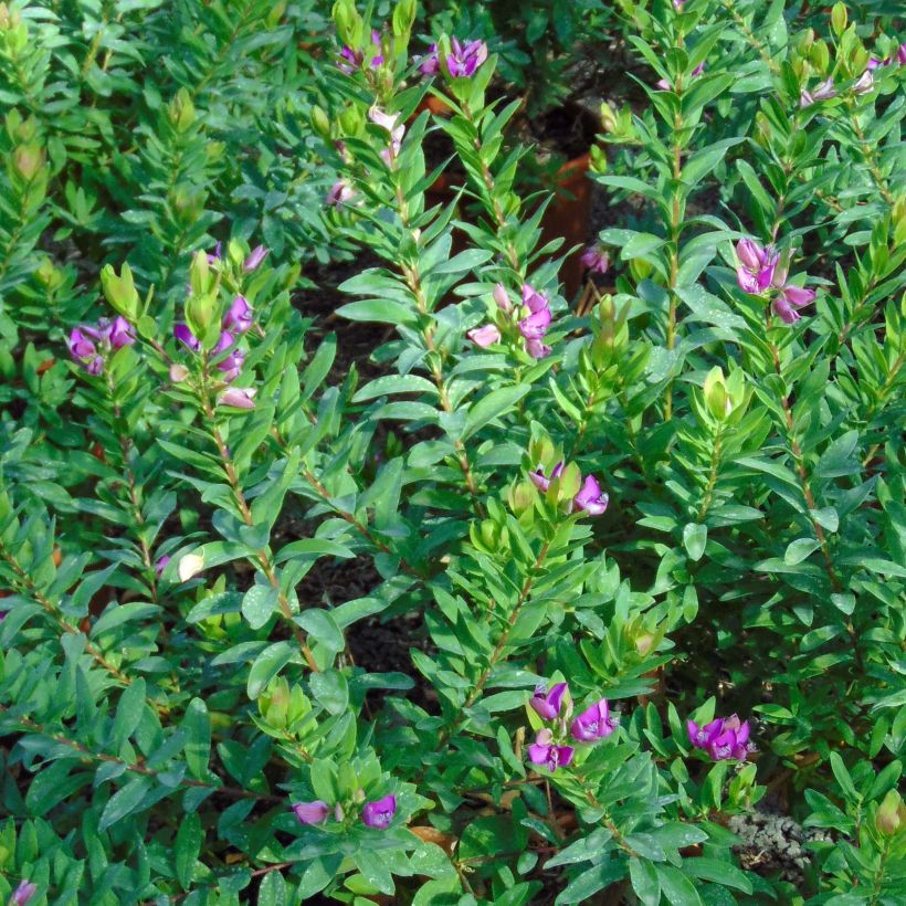 Polygala myrtifolia - Kreuzblume (Laub)