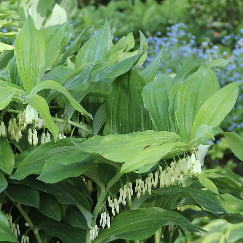 Polygonatum Weihenstephan - Weißwurz (Laub)