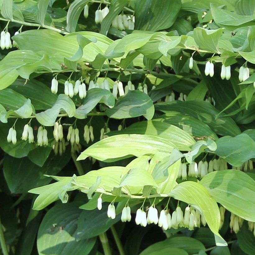 Polygonatum Weihenstephan - Weißwurz (Blüte)