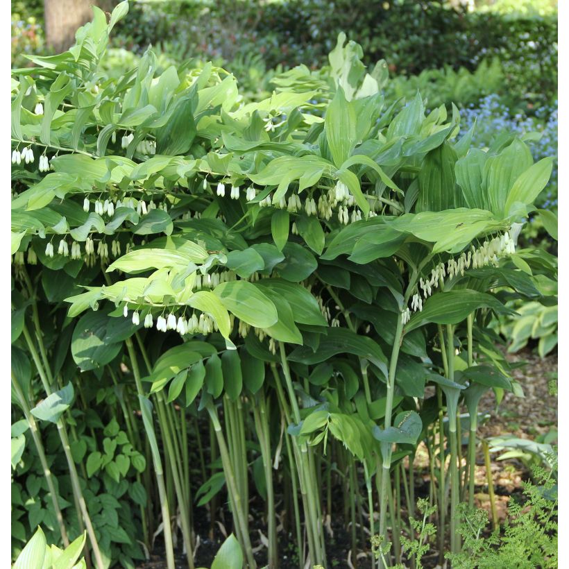 Polygonatum Weihenstephan - Weißwurz (Hafen)