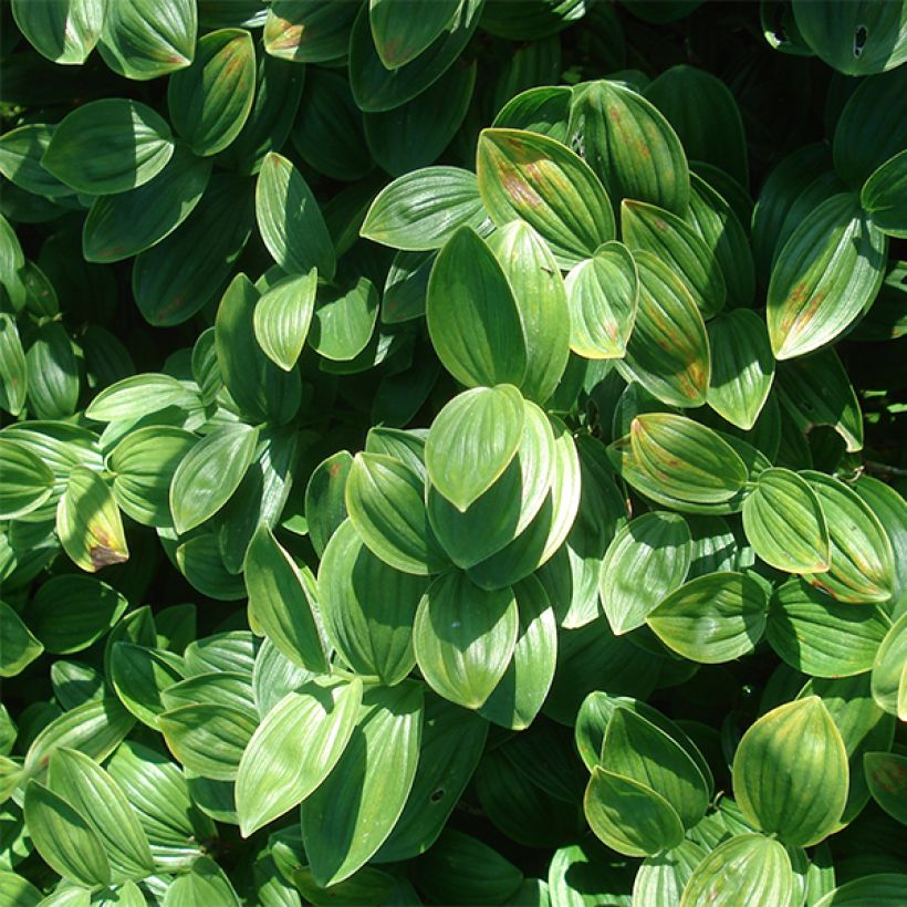 Polygonatum humile - Weißwurz (Laub)