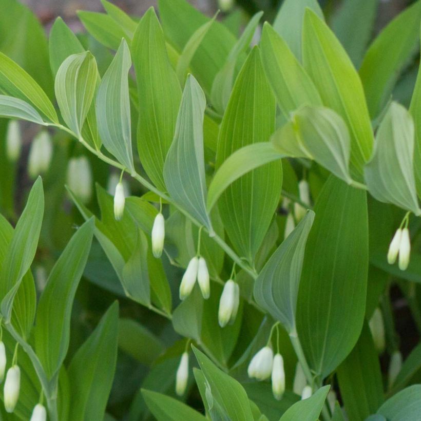 Polygonatum odoratum - Weißwurz (Laub)