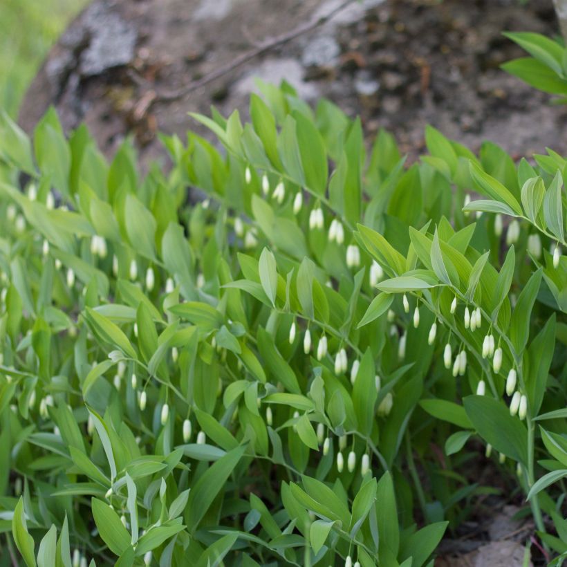 Polygonatum odoratum - Weißwurz (Hafen)