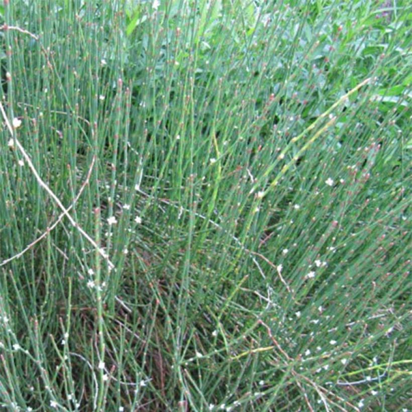 Polygonum scoparium - Knöteriche (Hafen)