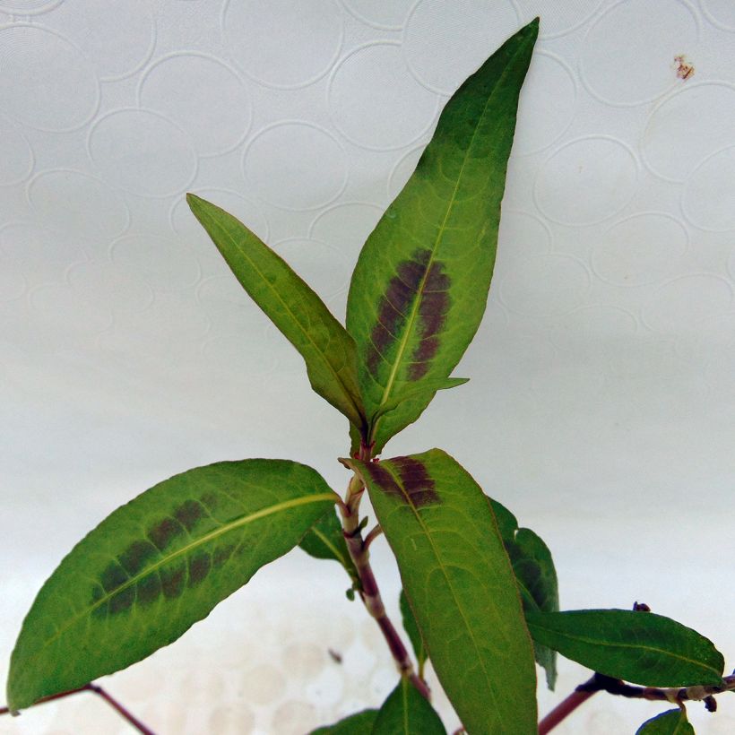 Vietnamesischer Koriander - Polygonum odoratum (Laub)