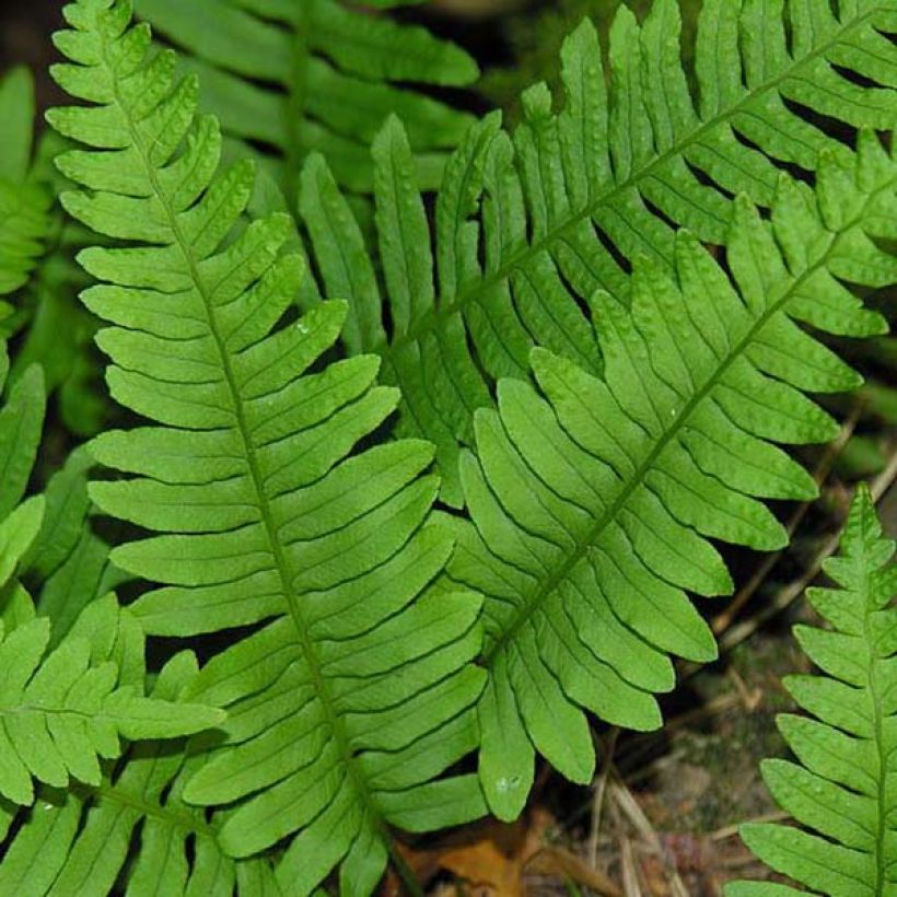 Polypodium vulgare - Tüpfelfarn (Laub)