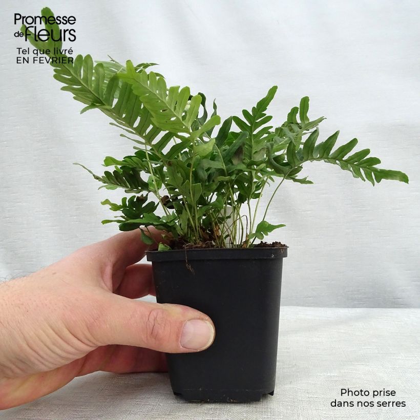 Exemplar von Polypodium vulgare Bifido Multifidum - Fougère Godet de 9cm wie im Winter geliefert