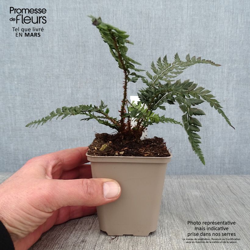 Exemplar von Polystichum Shiny Holy Fern - Fougère persistante Godet de 9cm wie im Winter geliefert