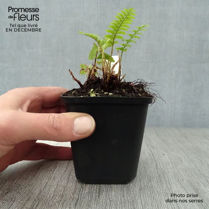 Exemplar von Polystichum acrostichoides - Fougère de Noël Godet de 9cm wie im Winter geliefert