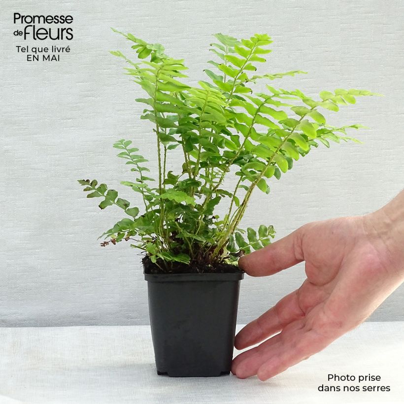 Exemplar von Amerikanischer Weihnachtsfarn - Polystichum acrostichoides Kleine Töpfe von 8/9 cm wie im Frühjahr geliefert