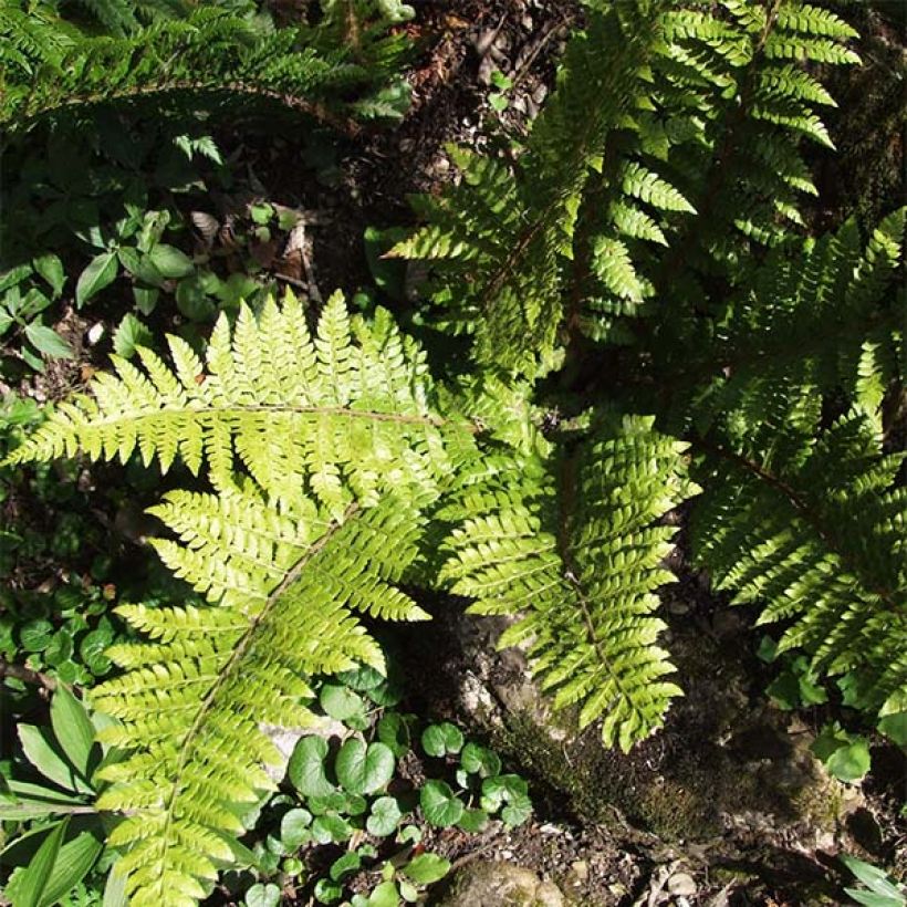 Brauns Schildfarn - Polystichum braunii (Laub)