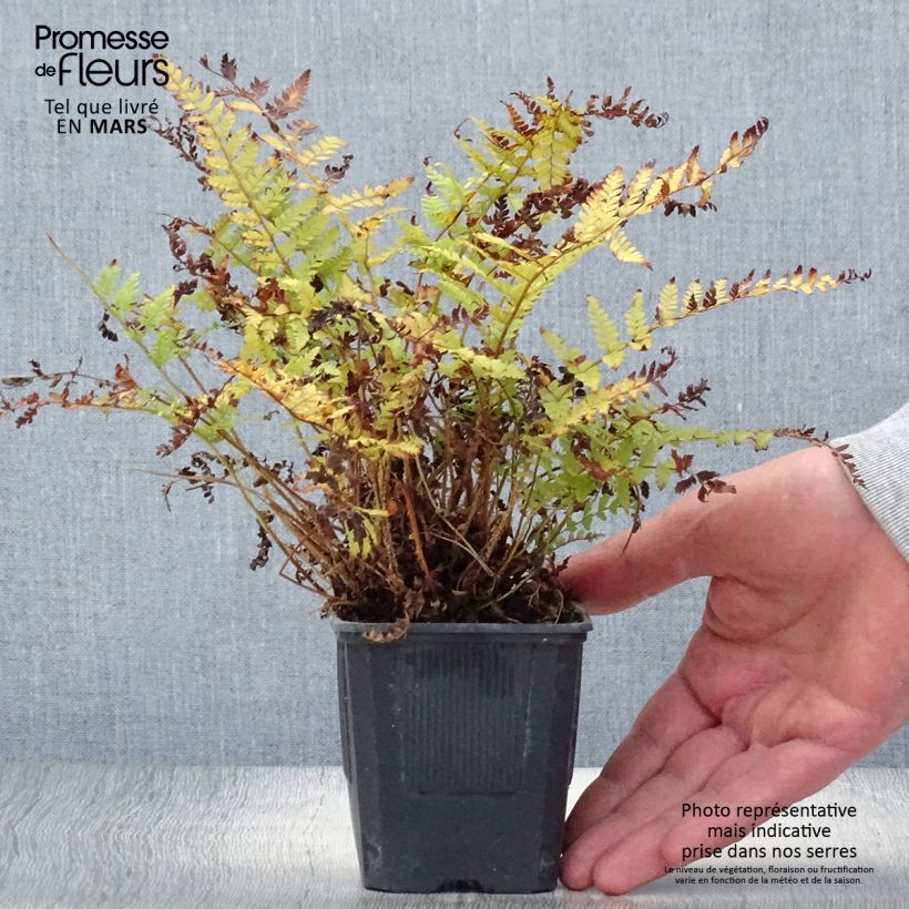 Exemplar von Brauns Schildfarn - Polystichum braunii Kleine Töpfe von 8/9 cm wie im Frühjahr geliefert