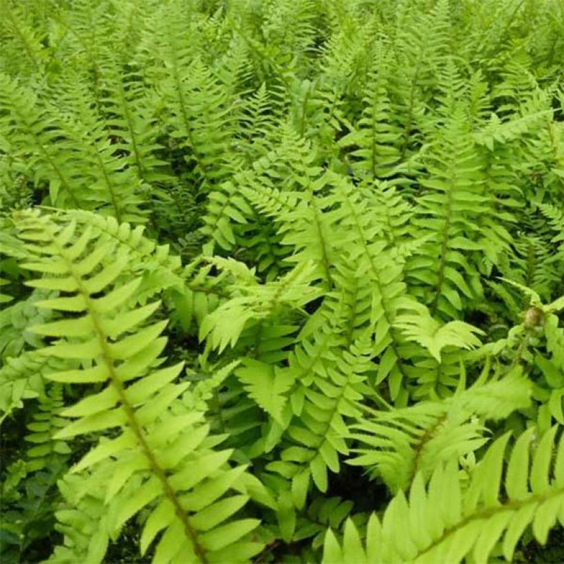 Westamerikanischer Schwertfarn - Polystichum munitum (Laub)