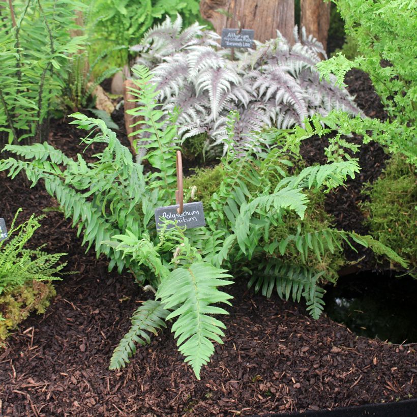 Westamerikanischer Schwertfarn - Polystichum munitum (Hafen)