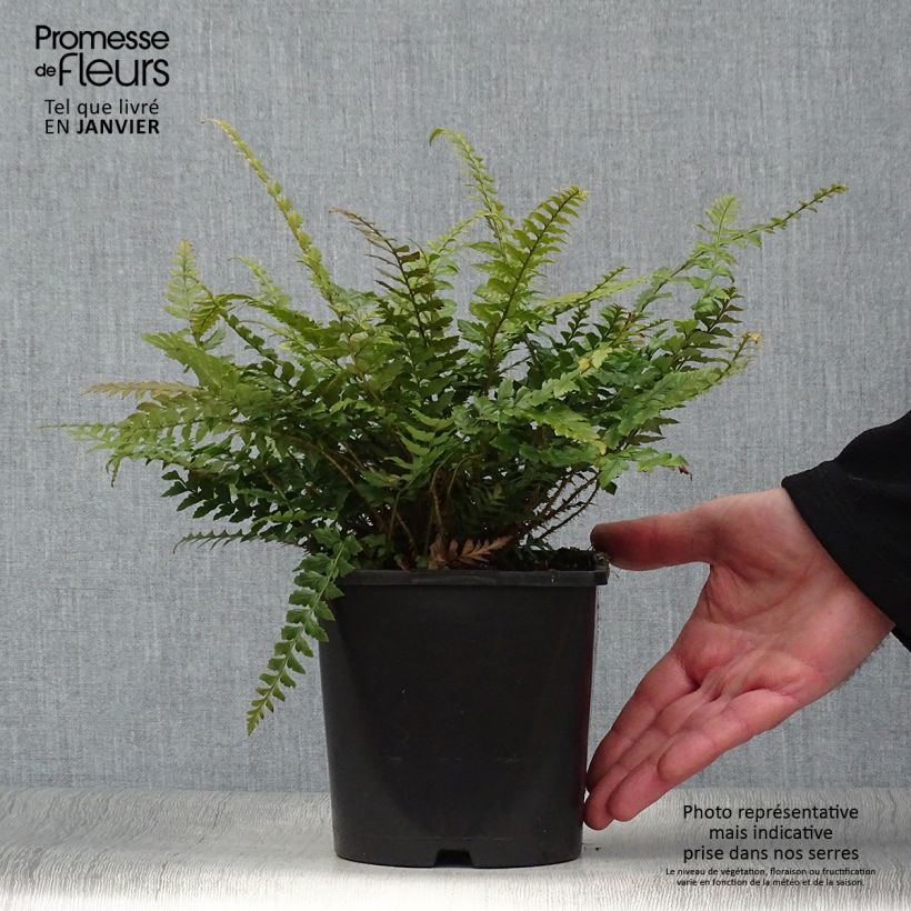 Exemplar von Schildfarn - Polystichum neolobatum wie im Winter geliefert