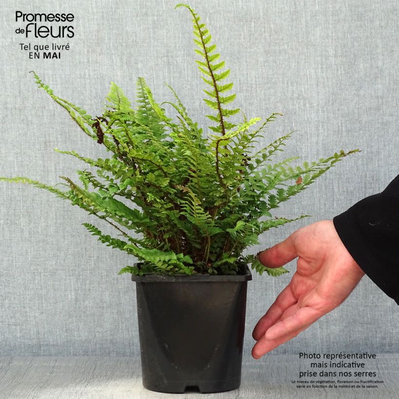 Exemplar von Schildfarn - Polystichum neolobatum Topf mit 2L/3L wie im Frühjahr geliefert