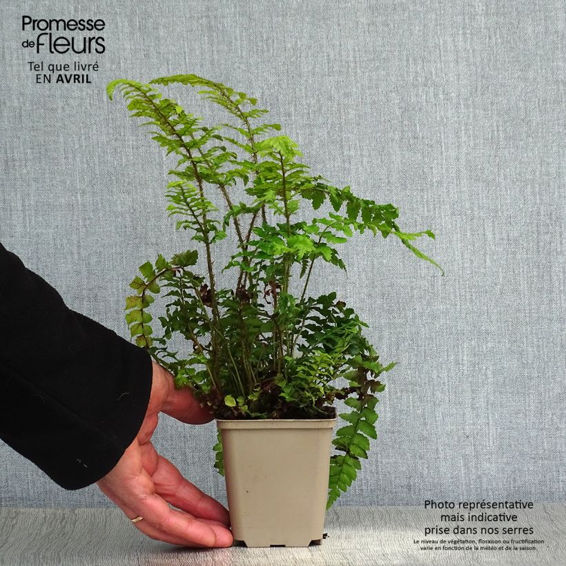 Exemplar von Japanischer Glanzschildfarn - Polystichum polyblepharum Kleine Töpfe von 8/9 cm wie im Frühjahr geliefert